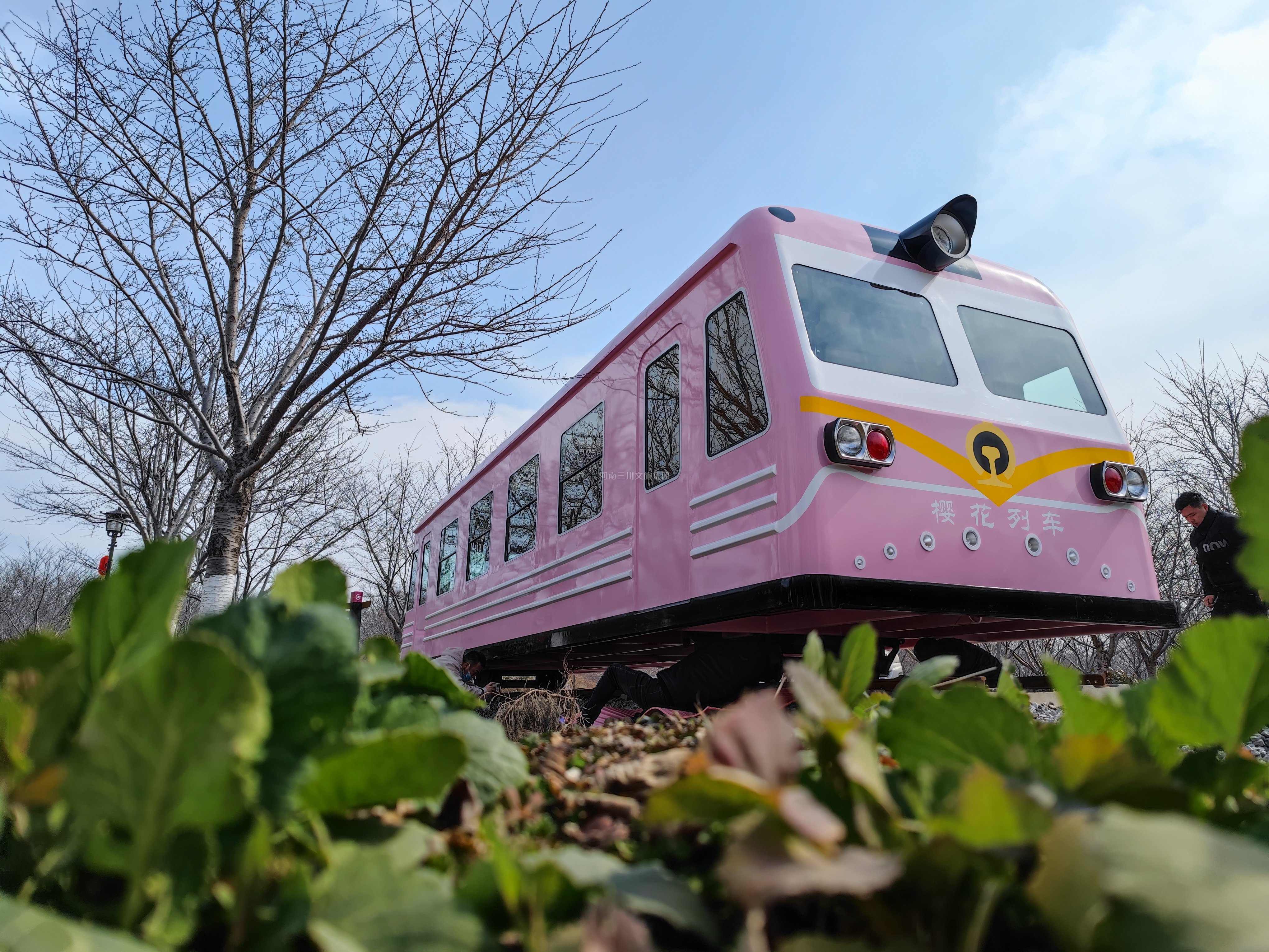 丰乐樱花园—樱花列车
